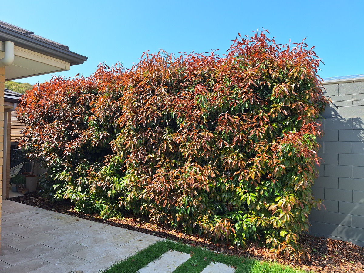 The-Hedge-Man-South-Australia93-1