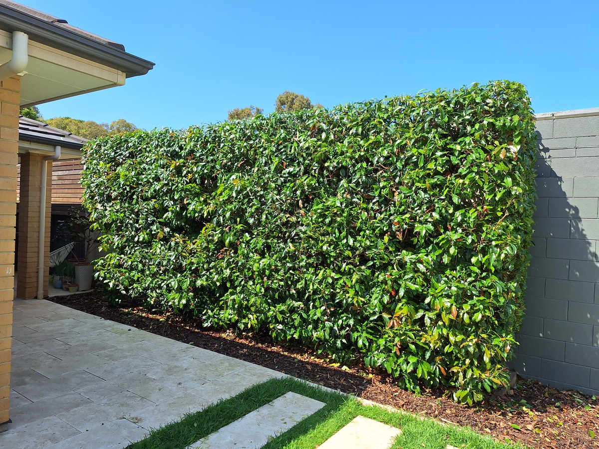 The Hedge Man South Australia95